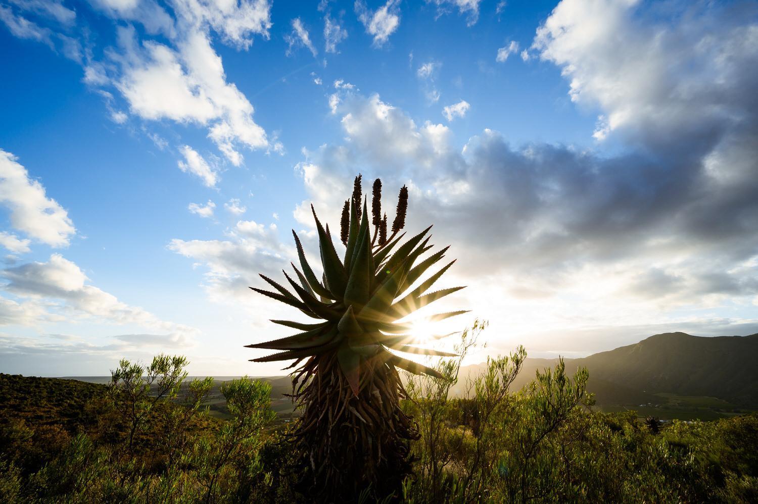 Bed and Breakfast Le Petit Karoo Ranch Oudtshoorn Exterior foto